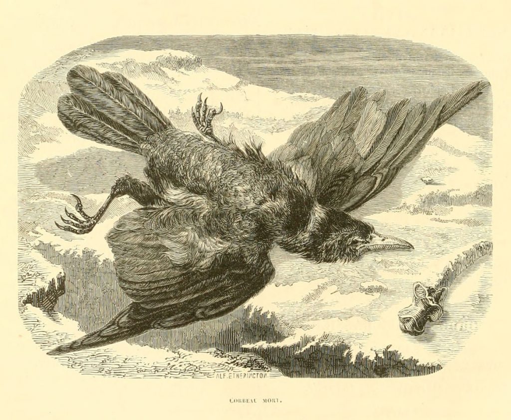 Alfred Etherington, Corbeau mort, gravure du XIXème