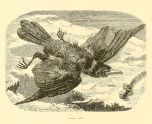 Alfred Etherington, Corbeau mort, gravure du XIXème