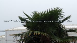 Marie Ouazzani & Nicolas Carrier, Extra tropical (arecaceae), 2020, vidéo HD, 6 min, production CAC Passerelle © Ouazzani Carrier