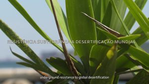 Marie Ouazzani & Nicolas Carrier, Extra tropical (yucca), 2020, vidéo HD, 6 min, production La Junqueira, © Ouazzani Carrier