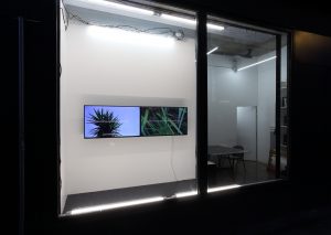 Extra tropical, 2020, vue d’installation, ( 2 HD vidéos : Extra tropical (yucca) - Extra tropical (arecaceae) 6min chacune, productions La Junqueira et CAC Passerelle) © Objets pointus