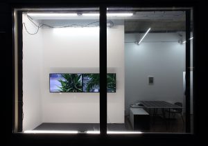 Extra tropical, 2020, vue d’installation, ( 2 HD vidéos : Extra tropical (yucca) - Extra tropical (arecaceae) 6min chacune, productions La Junqueira et CAC Passerelle) © Objets pointus