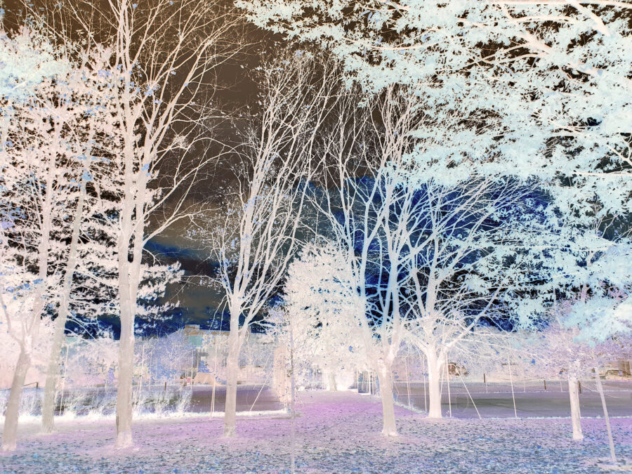 20231114_170656parcelle 18 dec 23 AR